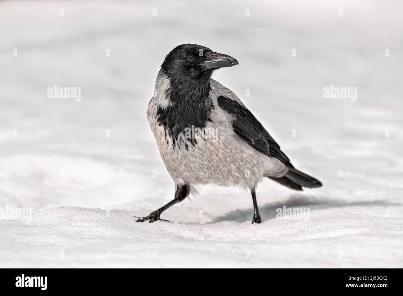 Un corbeau à capuche sur la neige au printemps Banque D'Images