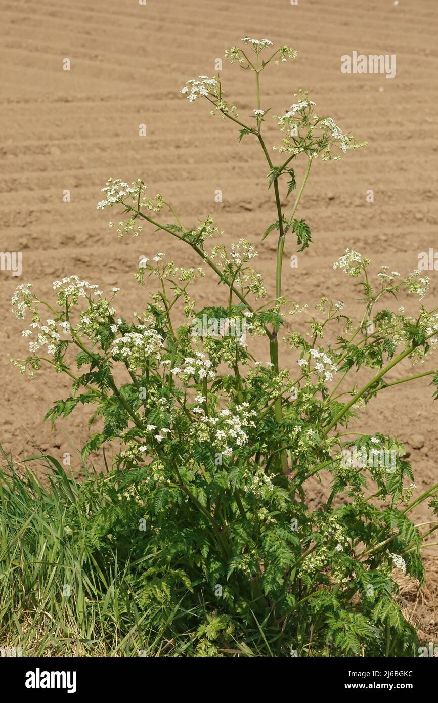 Gros plan sur une plus grande plante de persil de vache, Anthriscus sylvestris avec des fleurs blanches dans le champ Banque D'Images