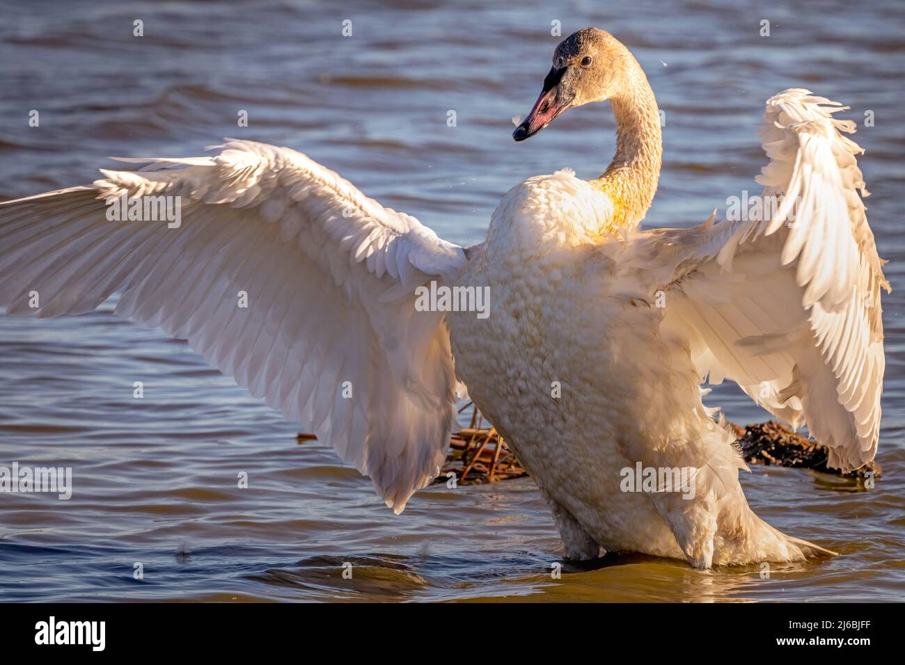 Beau et magnifique cygne trompettiste affichant ses grandes et magnifiques ailes. Banque D'Images