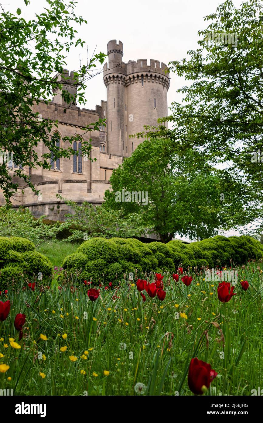 La tour d'angle sud du spectaculaire château d'Arundel, Arundel, West Sussex, Angleterre, Royaume-Uni, Avec fleurs printanières, y compris tulipes et coupe de beurre Banque D'Images