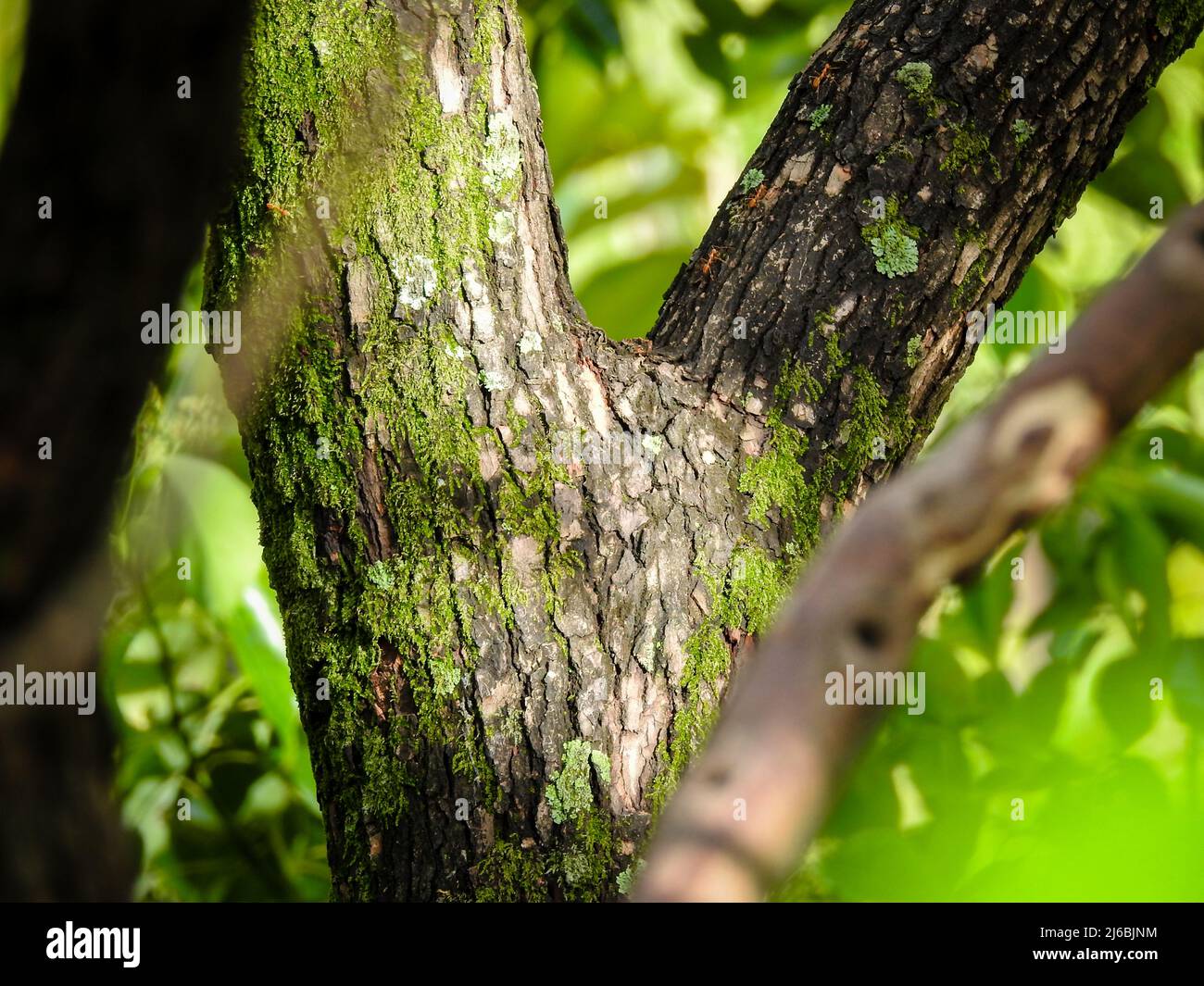 Gros plan de l'écorce d'un gros arbre de camphre (Cinnamomum camphora), bois de camphre commun ou camphre dans une forêt indienne. Banque D'Images