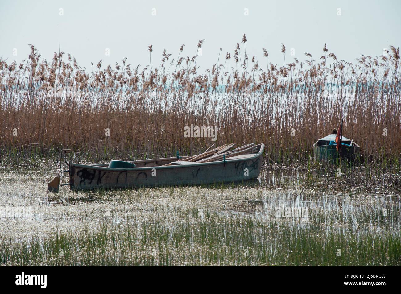 L'image du bateau pris dans les roseaux. Banque D'Images