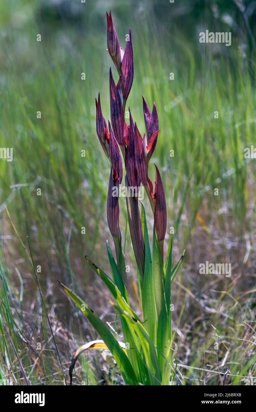 Serapias vomeracea, serapias à lèvres longues. Levsos Banque D'Images