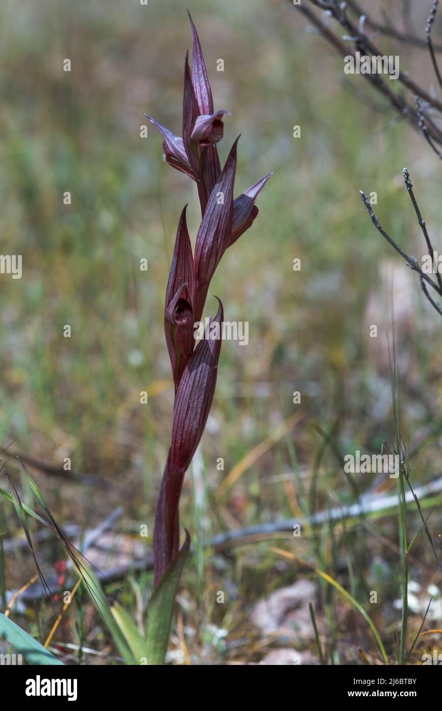 Serapias vomeracea, serapias à lèvres longues. Levsos Banque D'Images