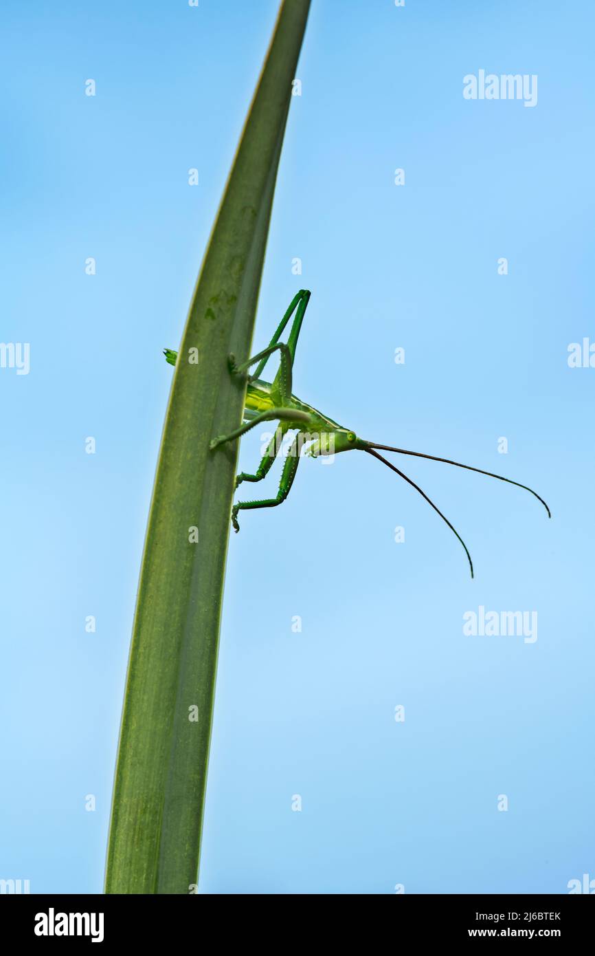 Saga natoliae, Grasshopper nymph, le cricket Bush prédateur des Balkans. Levsos Banque D'Images