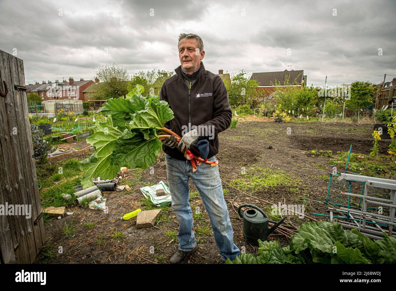 Homme avec rhubarbe à son allotissement à Wakefield, Angleterre. Banque D'Images