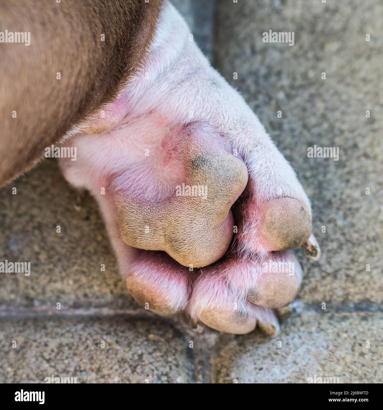 Patte pour chien. Mignon chien Bully américain allongé à l'extérieur Banque D'Images