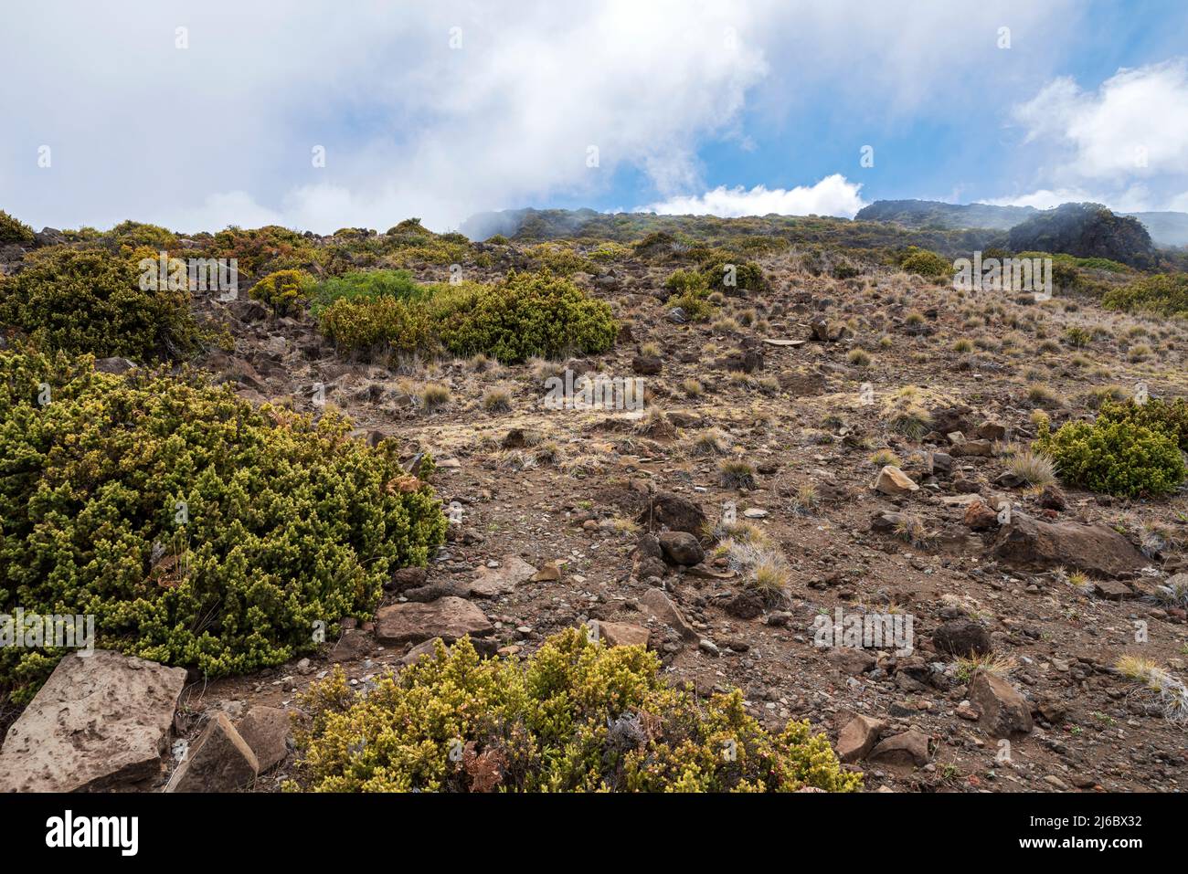 flore et terrain rocheux le long de l'autoroute dans le parc national de haleakala maui hawaii Banque D'Images