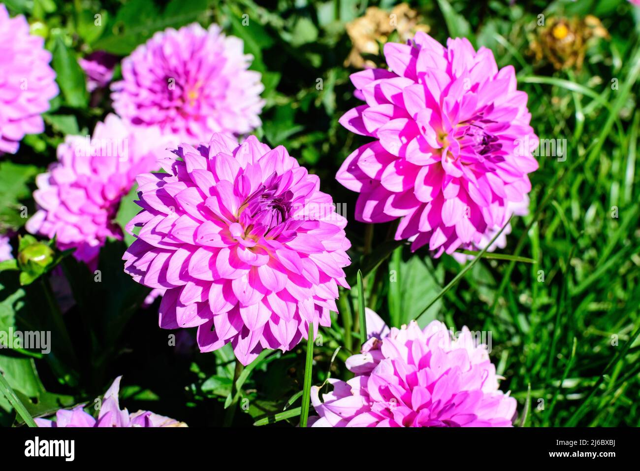 Belle grande fleur de dahlia rose vif en pleine fleur sur fond vert flou, photographiée avec une mise au point douce dans un jardin lors d'une journée ensoleillée d'été Banque D'Images