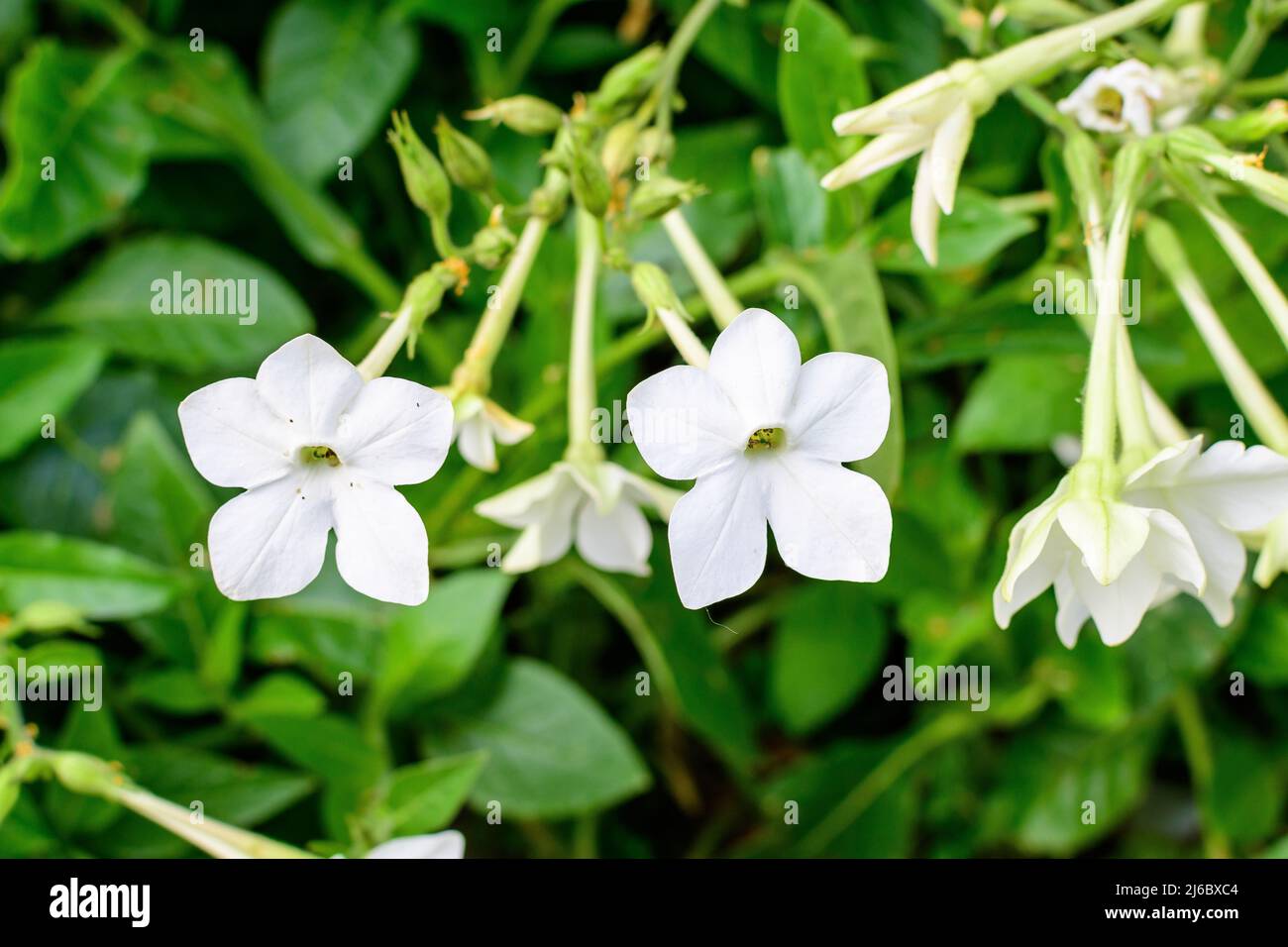Beaucoup de fleurs blanches délicates de Nicotiana alata plante, communément connu sous le nom de tabac jasmin, tabac doux, tabac ailé, tanbaku ou tabac perse, dans Banque D'Images