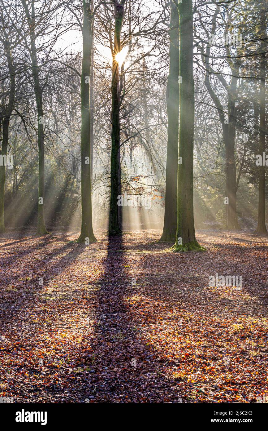 Hiver dans la forêt de Dean - brume matinale à l'arboretum Cyril Hart, Speech House, Gloucestershire, Angleterre Banque D'Images