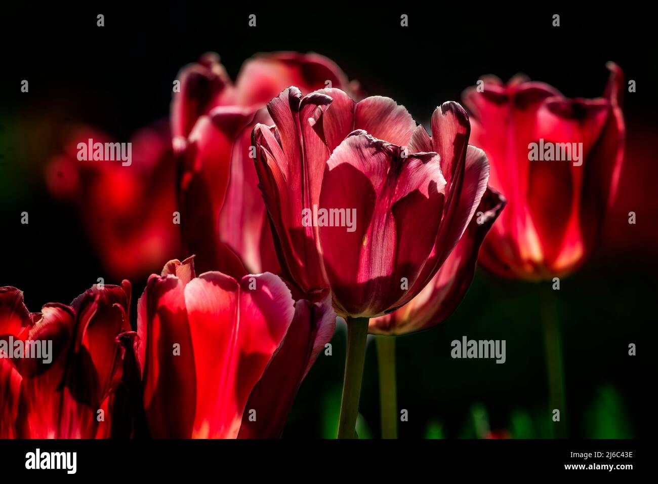Tulipes Glowig en lumière tamisée Banque D'Images