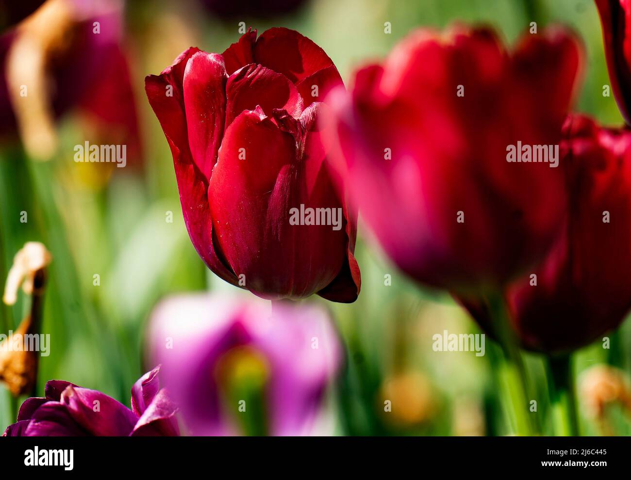 Tulipes Glowig en lumière tamisée Banque D'Images
