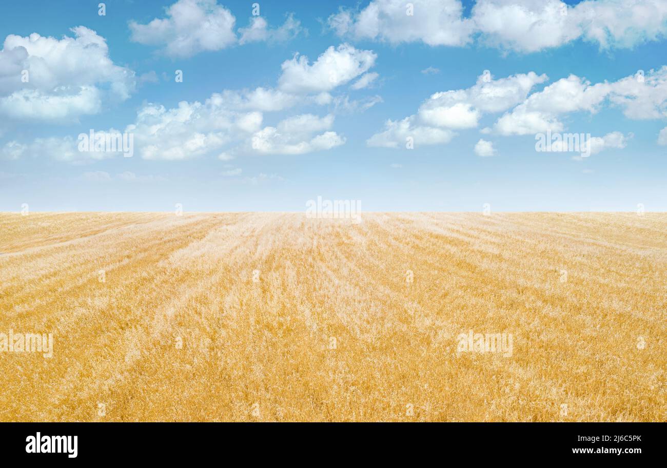 Champ d'avoine mûr sous ciel bleu avec nuages, paysage minimaliste panorama Banque D'Images