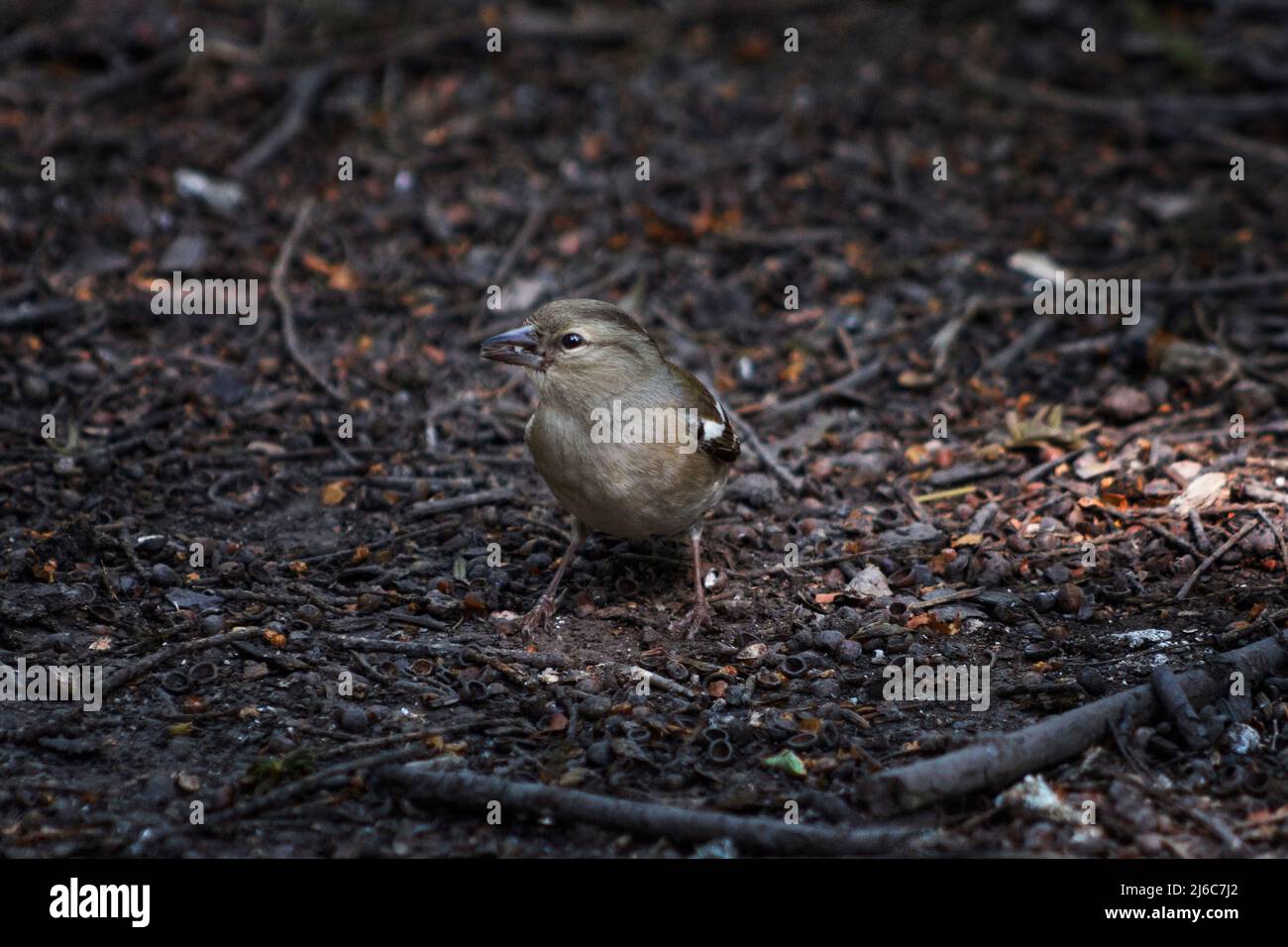 Un chaffinch à la recherche de nourriture sur le plancher de bois, West Sussex, Royaume-Uni Banque D'Images