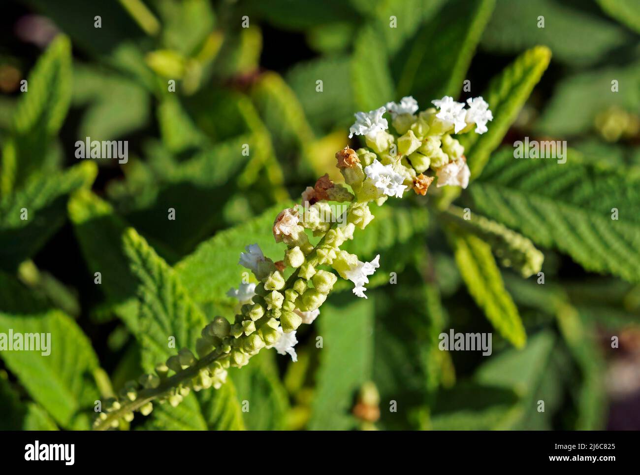 Fleurs de sauge noire ou de sauge sauvage (Varronia curassavica ou Cordia curassavica) sur la forêt tropicale Banque D'Images