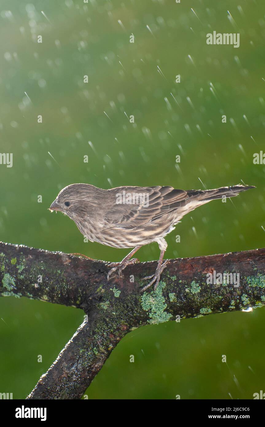 Vadnais Heights, Minnesota. Femme Maison finch, Carpodacus mexicanus assis sur la branche couverte de lichen sous la pluie. Banque D'Images