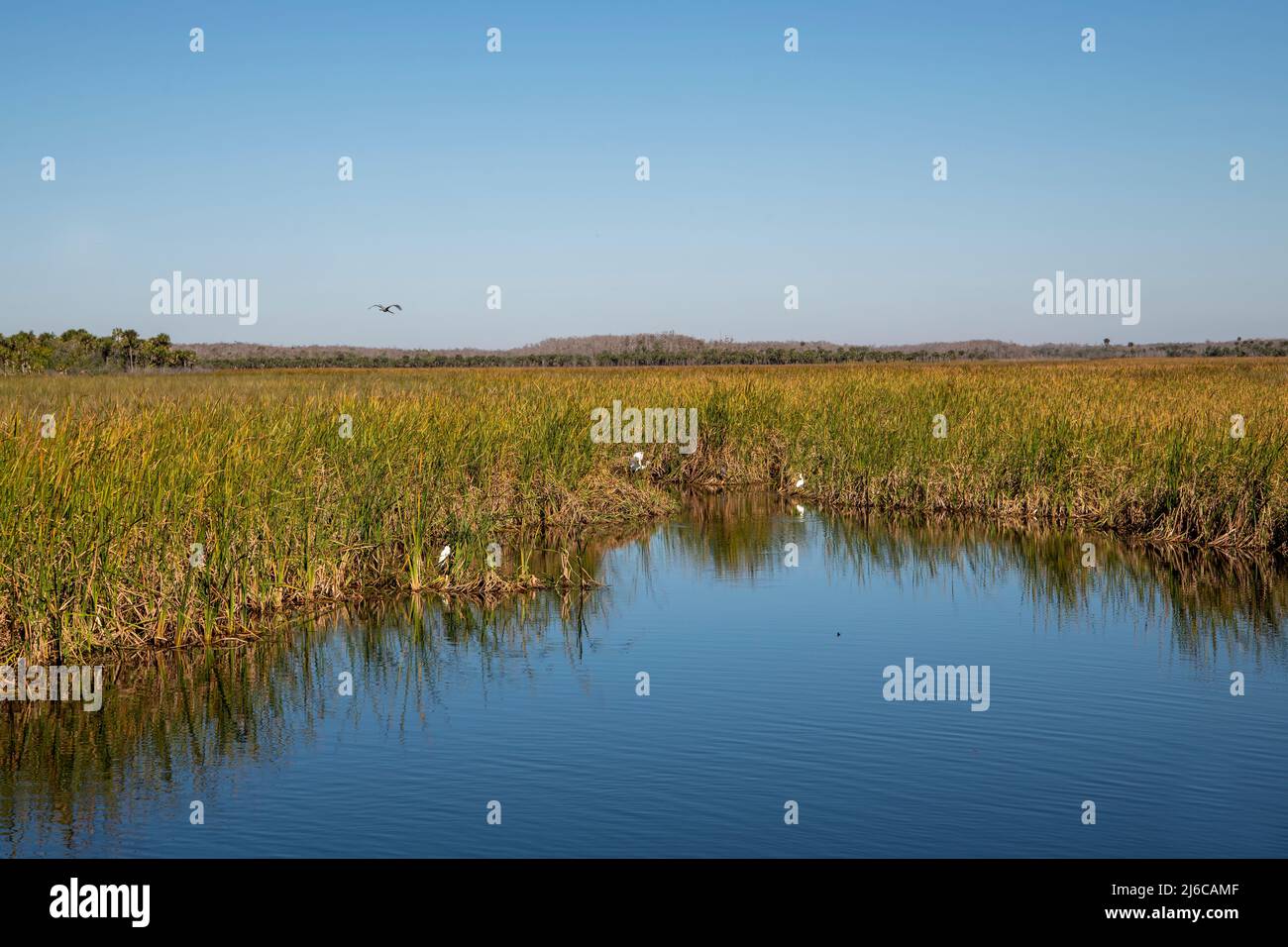 Floride. Parc national des Everglades. Les aigrettes et les hérons ponctuent le magnifique paysage des Everglades Banque D'Images