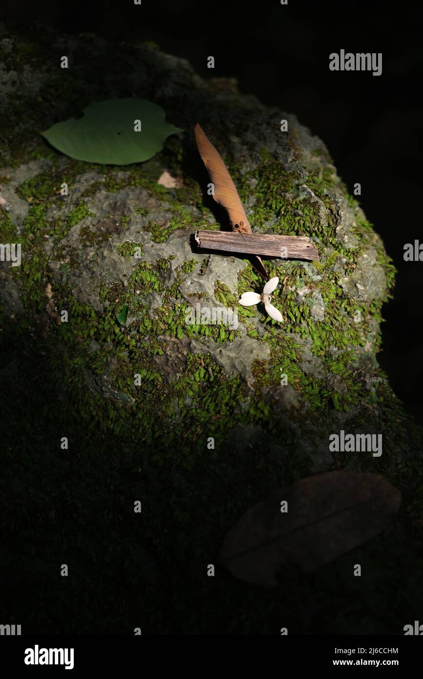 Une vie encore naturelle : roche ombragée couverte de mousse avec un grand fourmis protégeant une fleur brillante tombée Banque D'Images