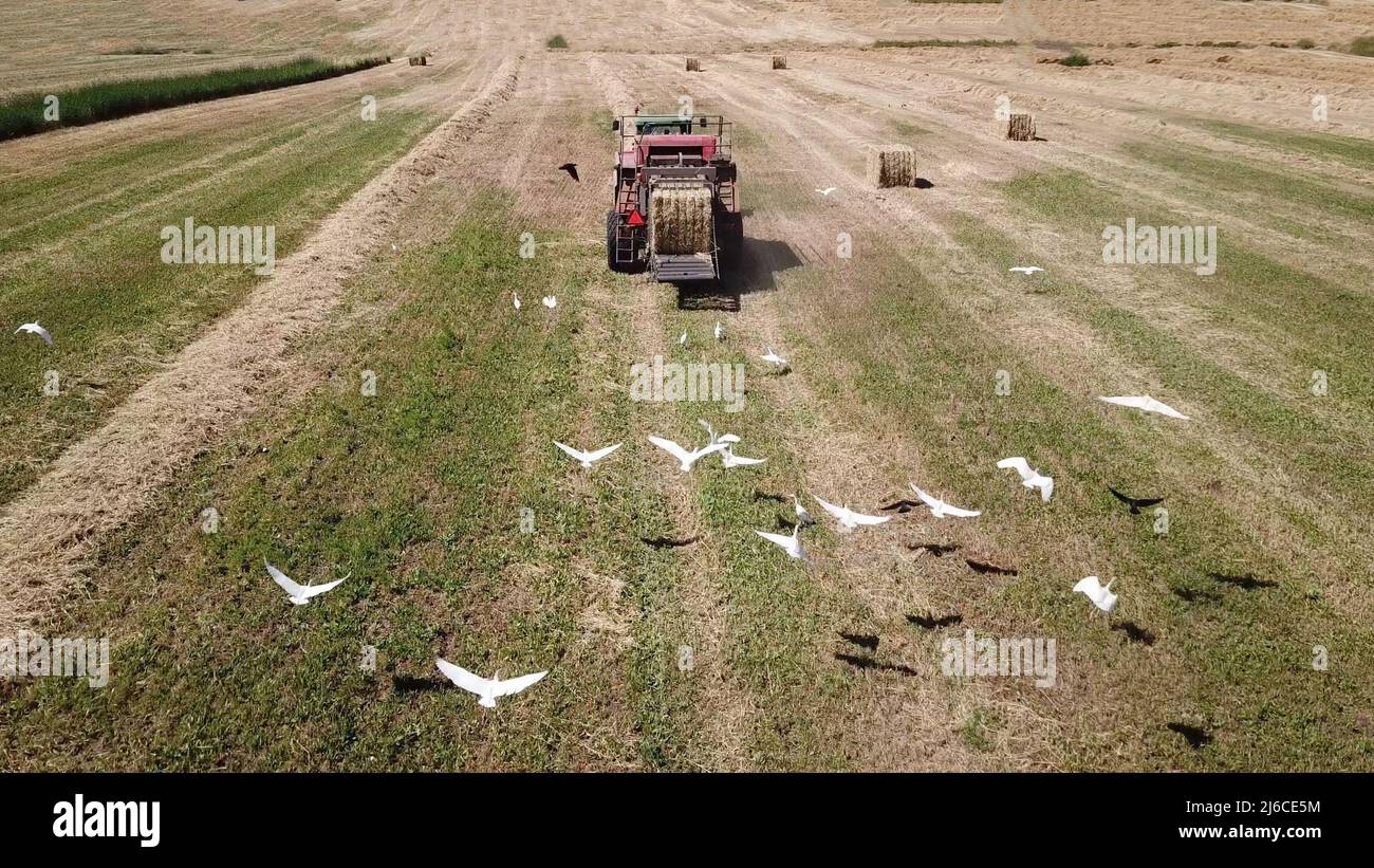 Balle de paille sur un champ large Banque D'Images