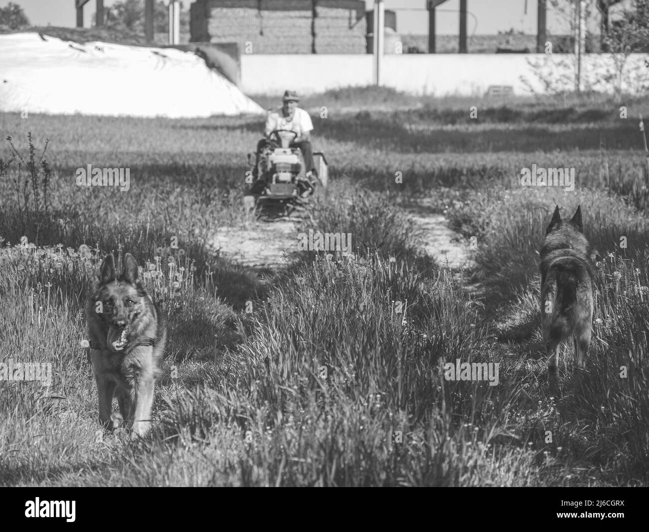 éleveur italien senior transportant des semences dans son petit tracteur dans les champs avec ses chiens Banque D'Images