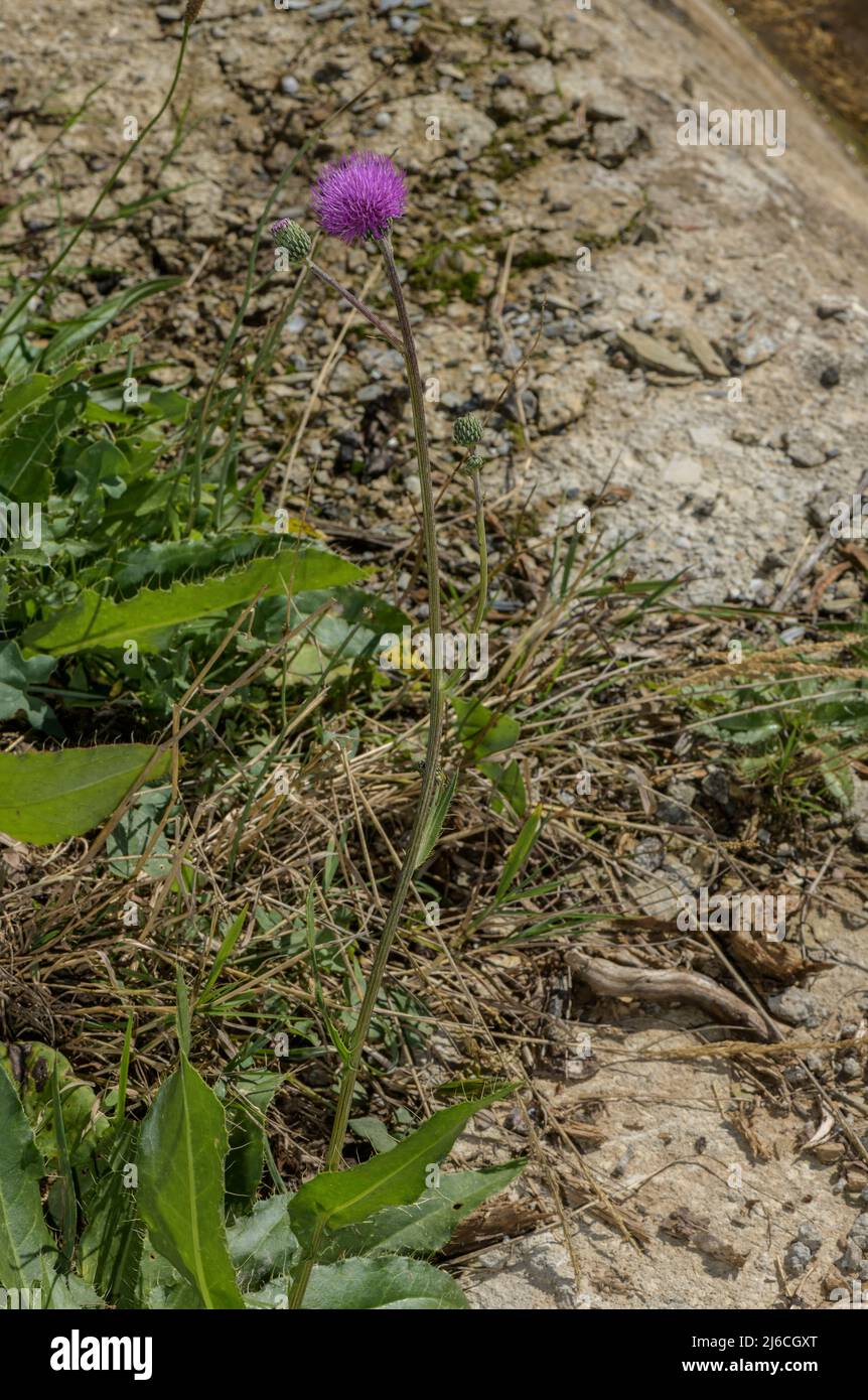 Montpellier Thistle, Cirsium monspessulanum, en fleur dans les prairies humides, Pyrénées. Banque D'Images