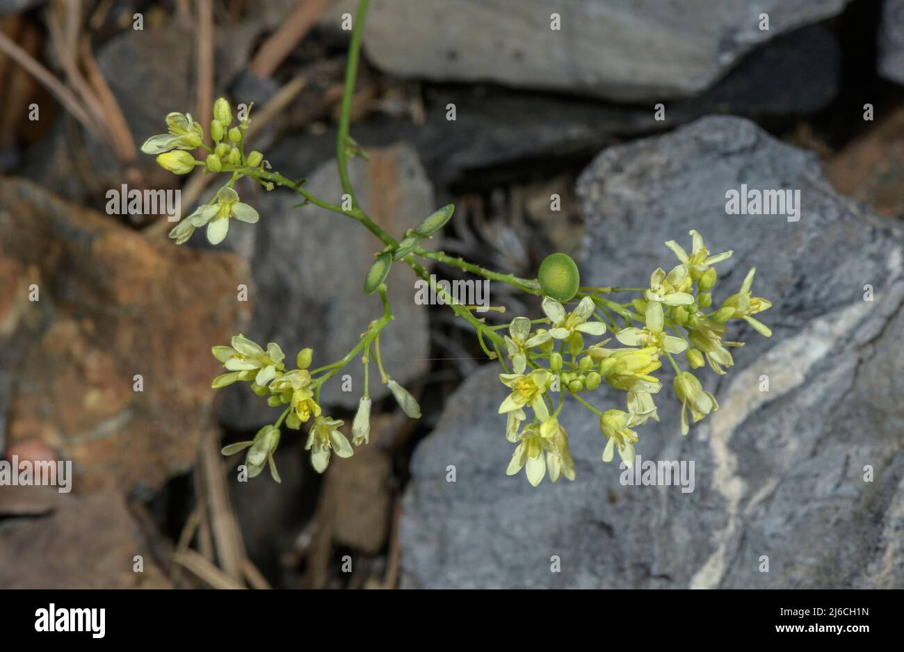 Buckler-moutarde, Biscutella laevigata en fleurs et graines dans les Pyrénées. Banque D'Images