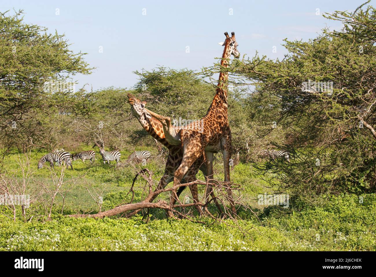 Deux mâles Masai girafes (Giraffa camelopardalis tippelskirchii) se battent de manière inhabituelle dans le nord de la Tanzanie Banque D'Images
