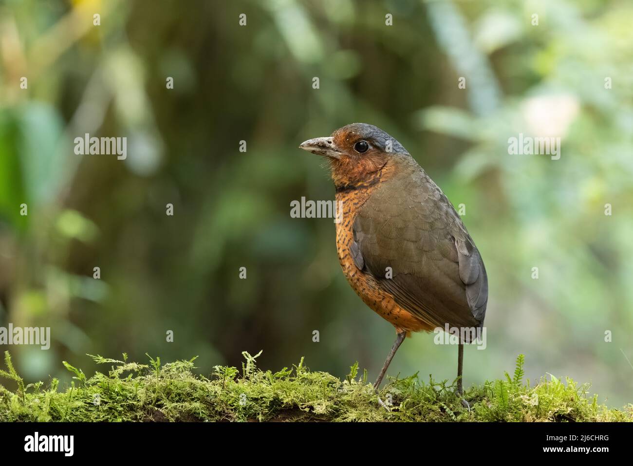 Un Antpitta géant en Equateur Banque D'Images