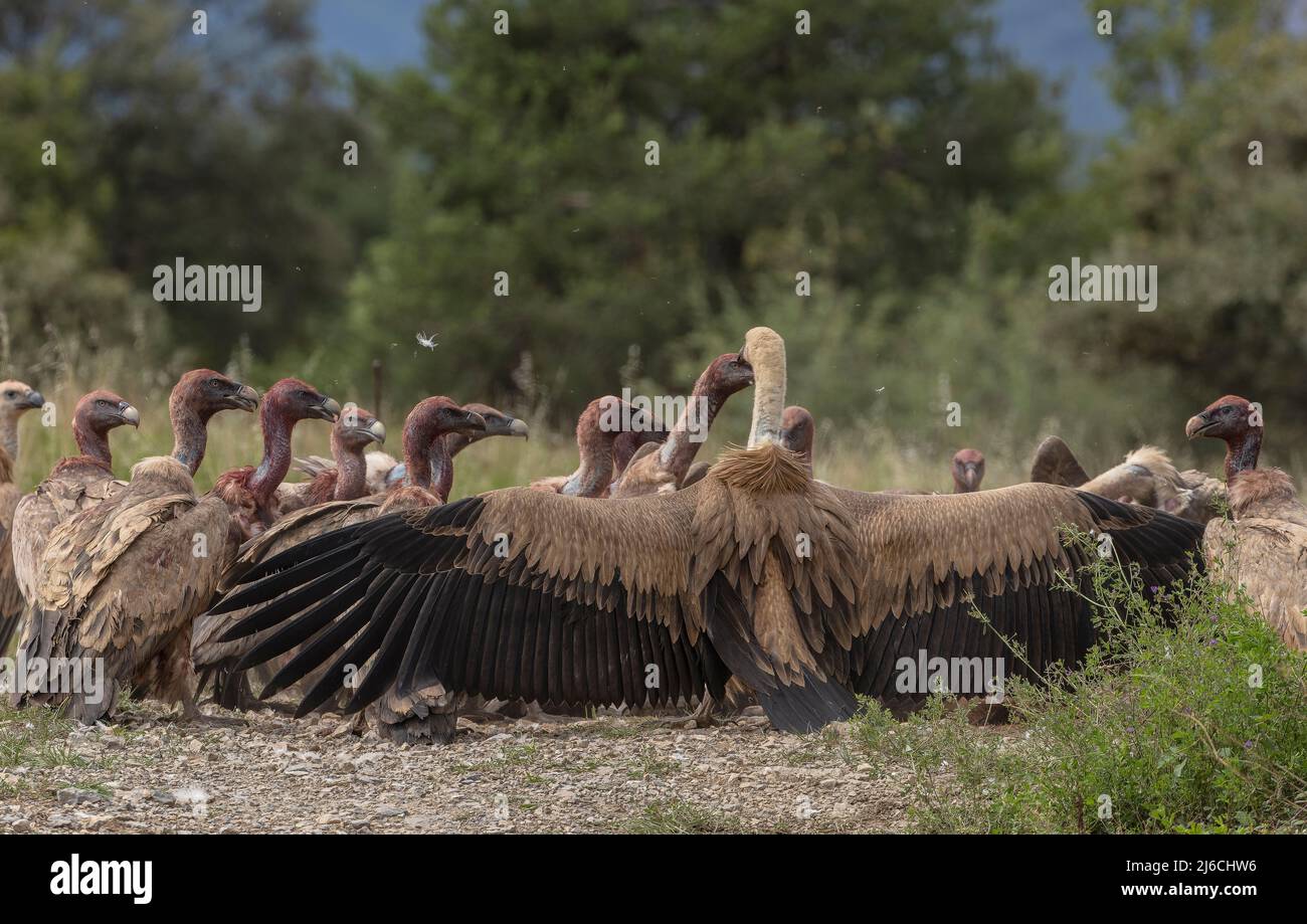Grand groupe de vautours de Griffon, Gyps fulvus, en carcasse, dans les Pyrénées. Banque D'Images
