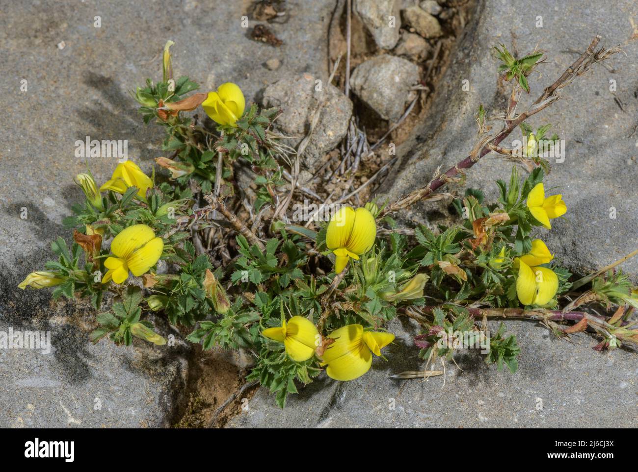 Une flèche jaune naine, Ononis striata en fleur sur calcaire, Pyrénées. Banque D'Images