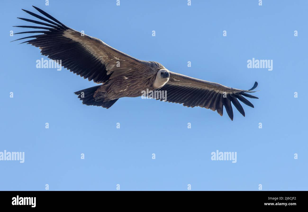 Griffon vautour, Gyps fulvus, en vol en Sierra de Gaura en automne. Espagne. Banque D'Images