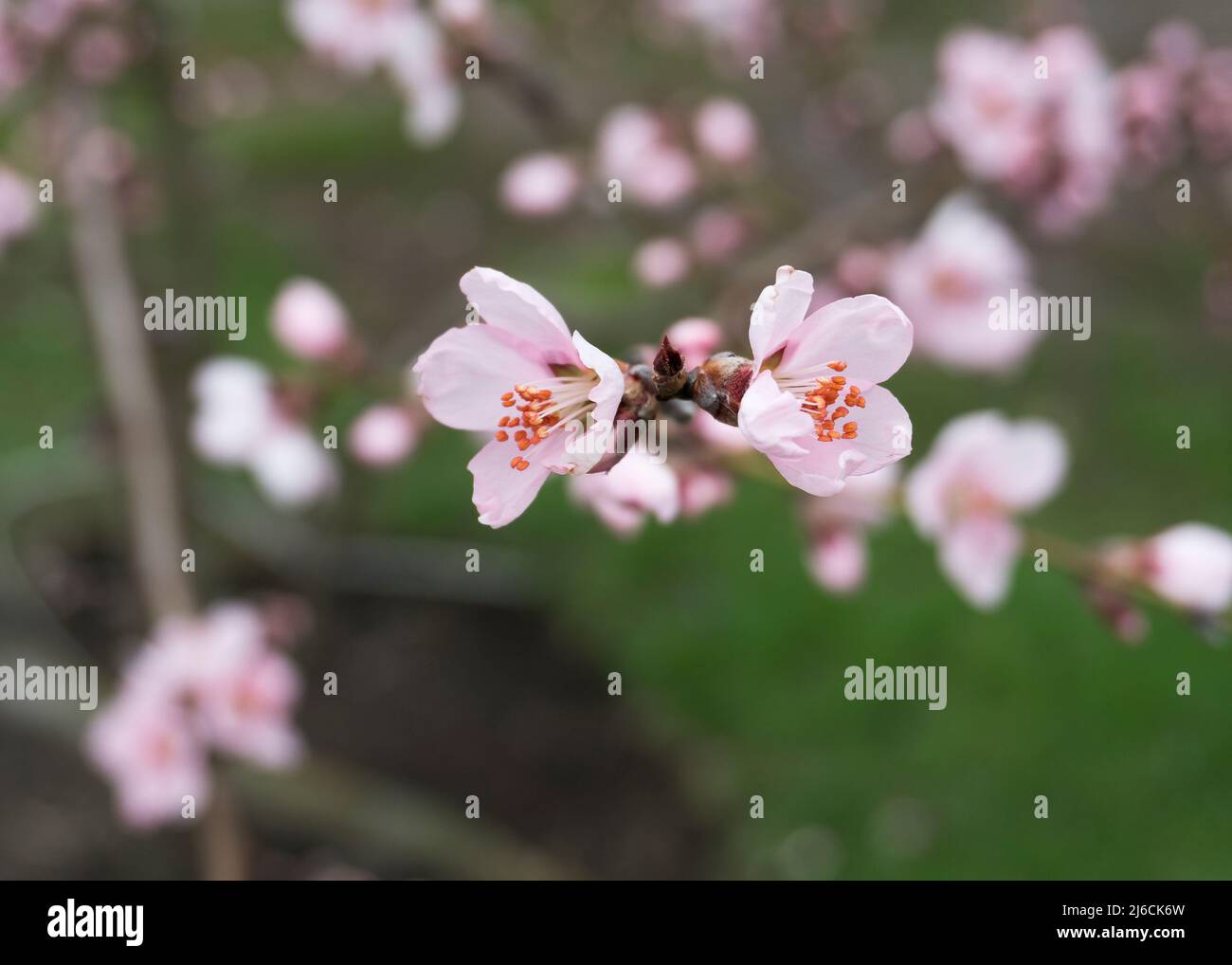 fleurs de pêche rose au printemps 4 Banque D'Images