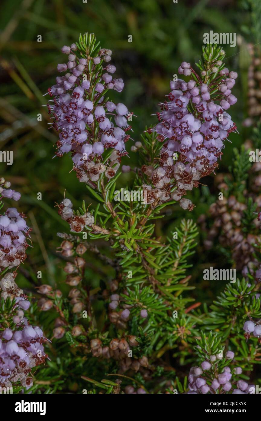 La lande de Cornish, Erica vagans, en fleur en automne. Banque D'Images