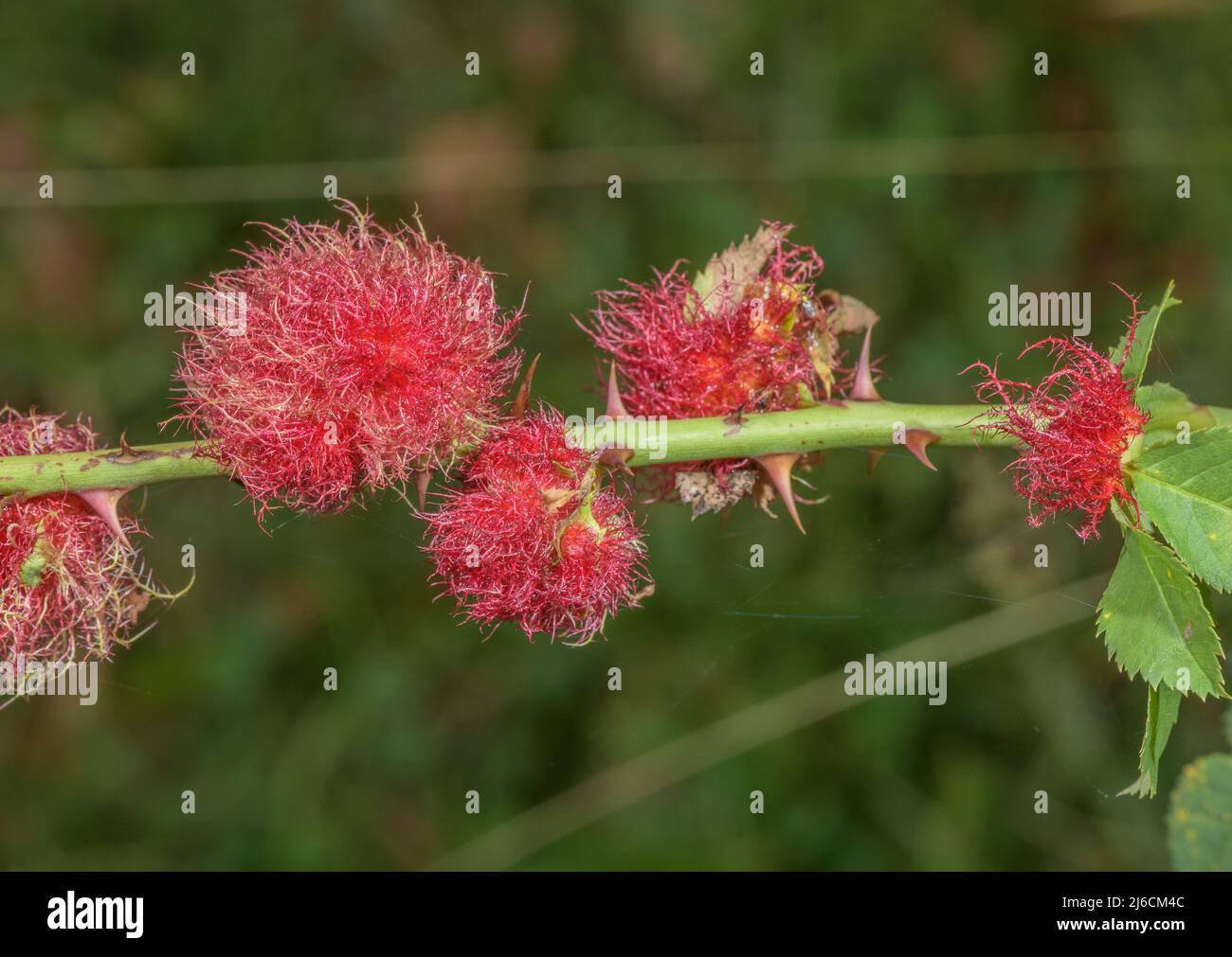 Robin's Pinbuy, Diplolepis rosae, galettes sur rosier. Banque D'Images