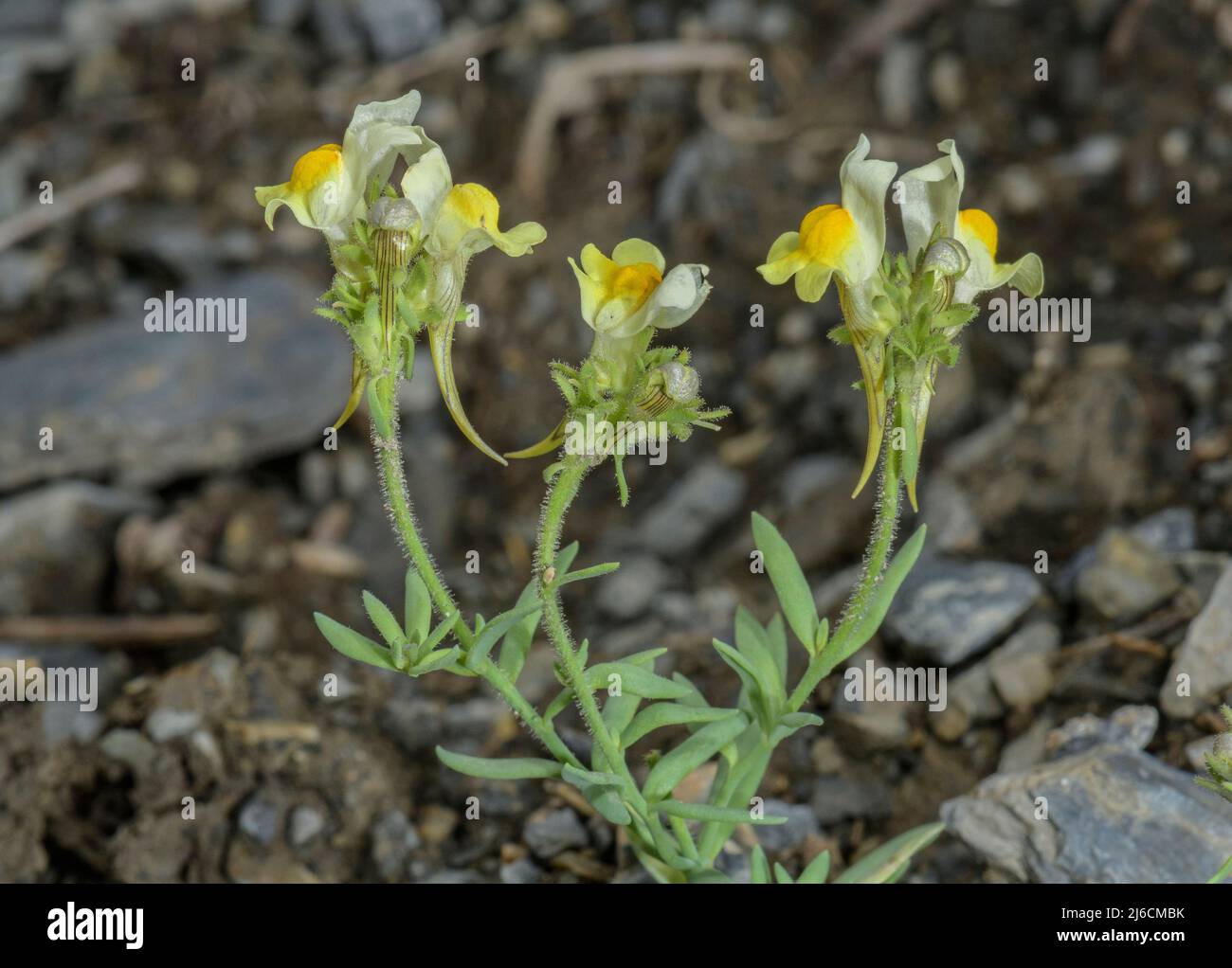 Toadlin pyrénéen, Linaria supina, en fleur dans les Pyrénées. Banque D'Images