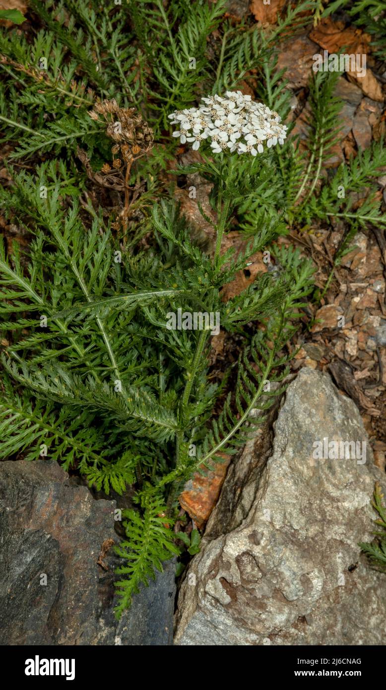 Grand Yarrow, Achillea distans en fleur dans les Carpates. Banque D'Images