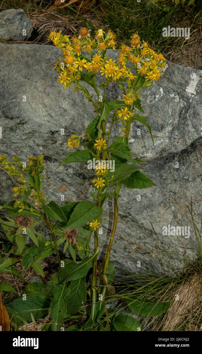 Goldenrod, Solidago virgaurea, en fleur dans les montagnes des Carpates. Banque D'Images