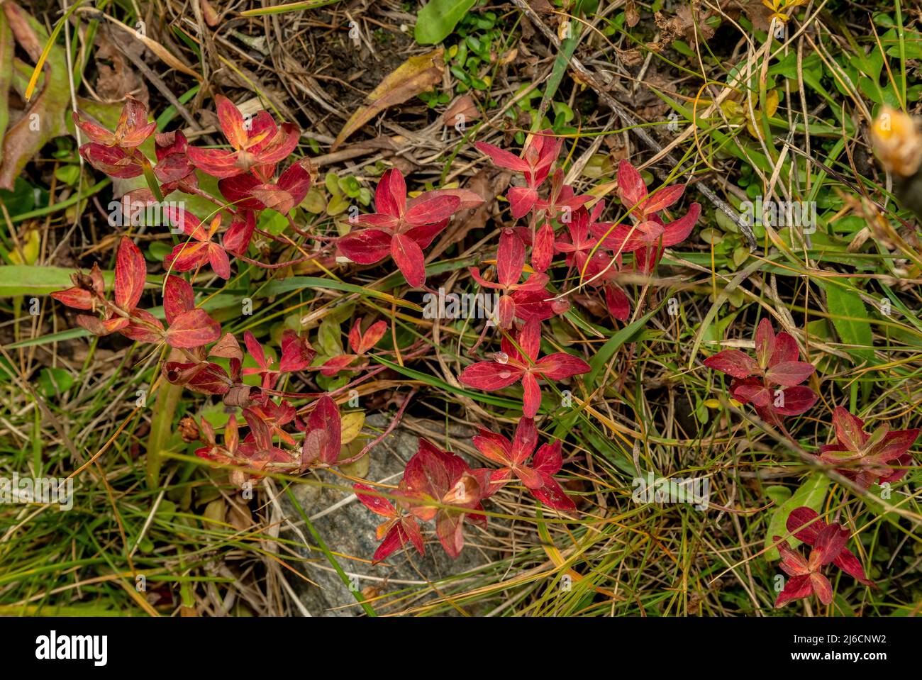 Feuilles d'une forme de millepertuis, Hypericum richeri subsp. Grisebachii en automne. Carpates. Banque D'Images