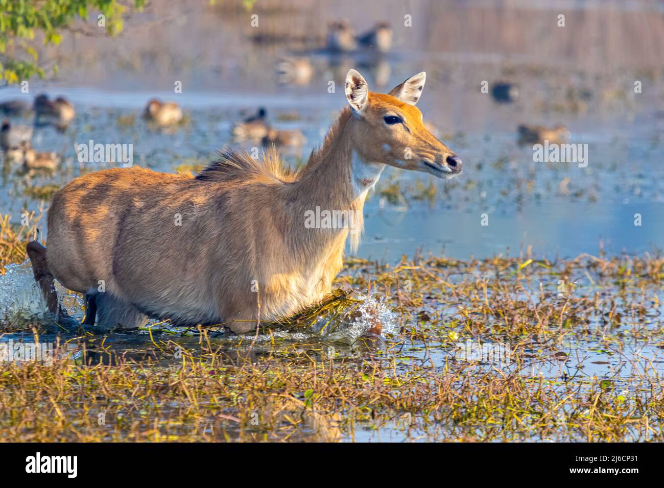 Blue Bull à l'écart dans l'eau de la terre humide Banque D'Images