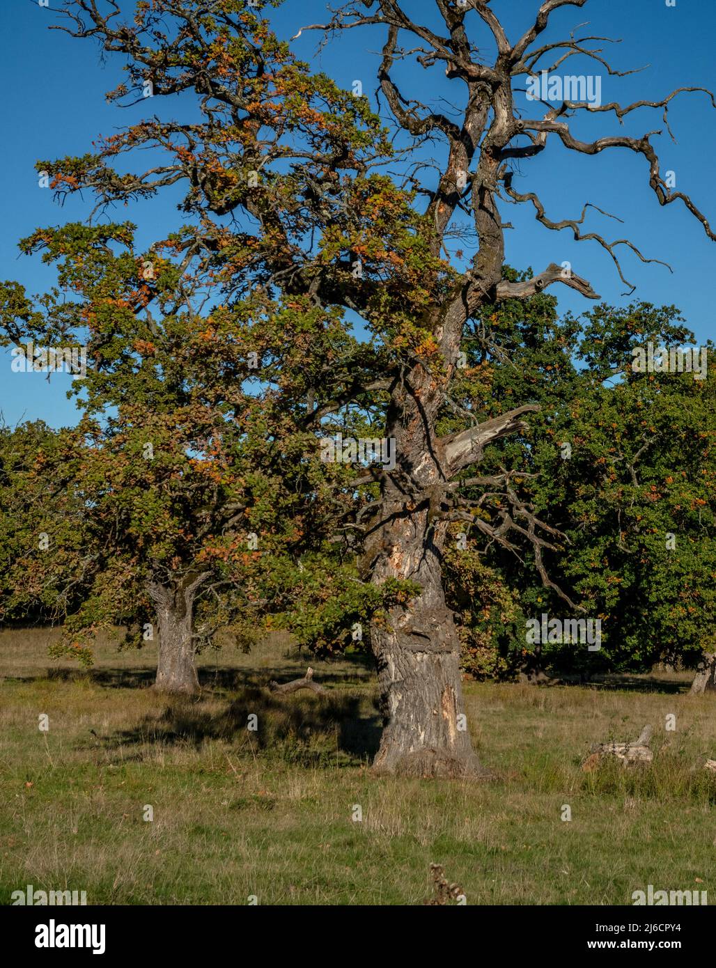 Pâturage en bois, avec de vieux chênes, dans la réserve naturelle de Breite, Sighisoara, transylvanie saxonne. Banque D'Images
