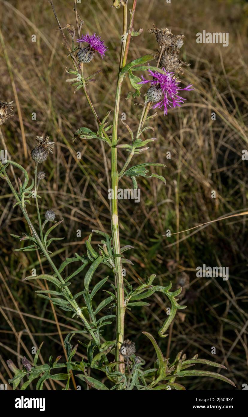 Une forme de la plus grande Knapweed, Centaurea scabiosa dans les prairies près d'Apold. Transylvanie saxonne. Roumanie. Banque D'Images