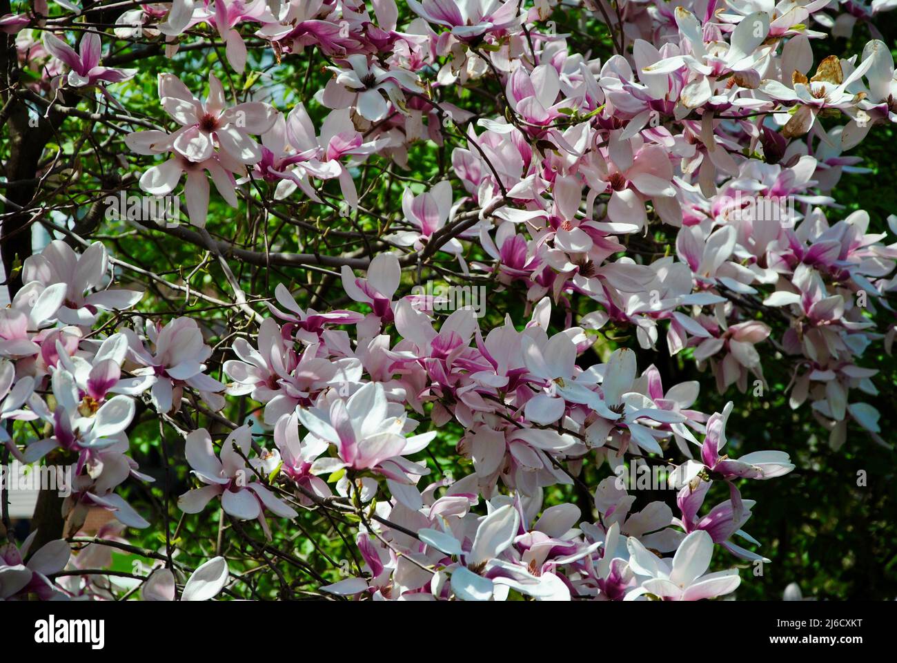 Arbre en fleur de Magnolia Banque D'Images