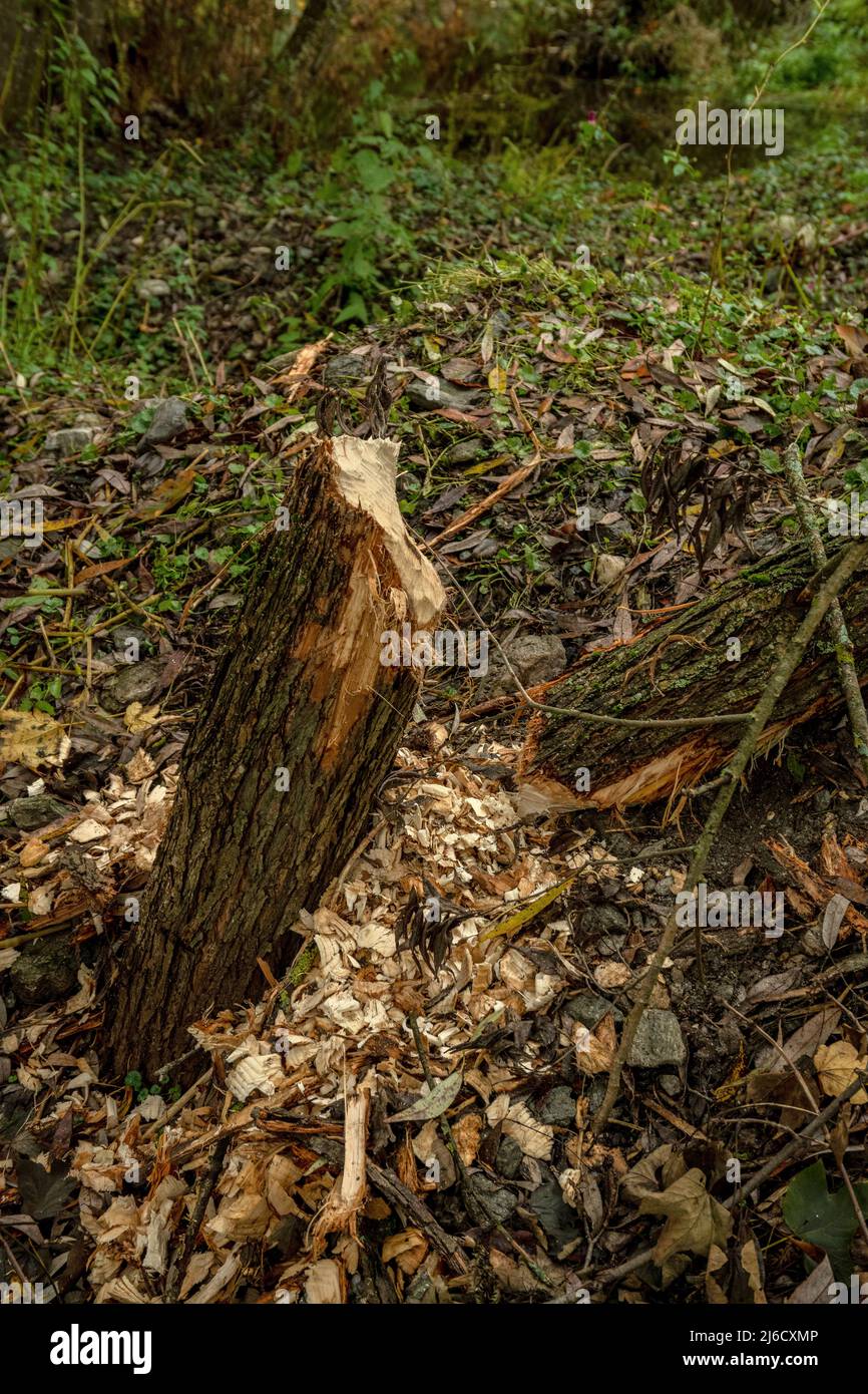 Castor, fibre de Castor, dommages sur le tronc de saule sur la rivière calme de la montagne dans le sud des Carpates. Roumanie. Banque D'Images