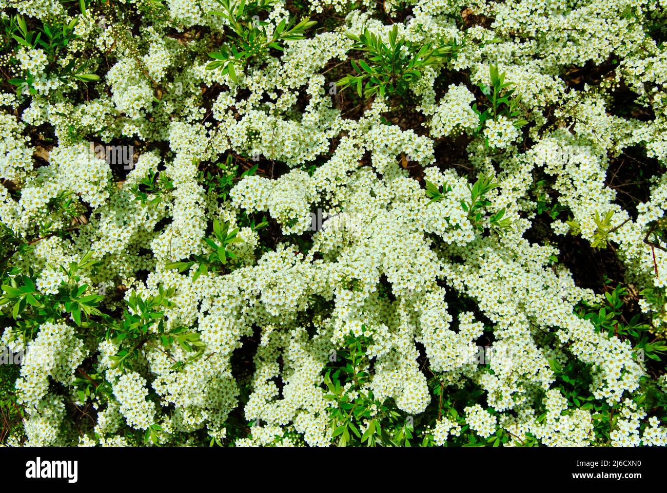 Brousse décorative avec cascades de fleurs blanches Banque D'Images