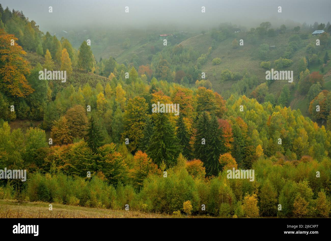 Couleurs d'automne dans les bois et les pâturages dans le parc national de Piatra Craiului, près de Magura; Carpates, Roumanie. Banque D'Images