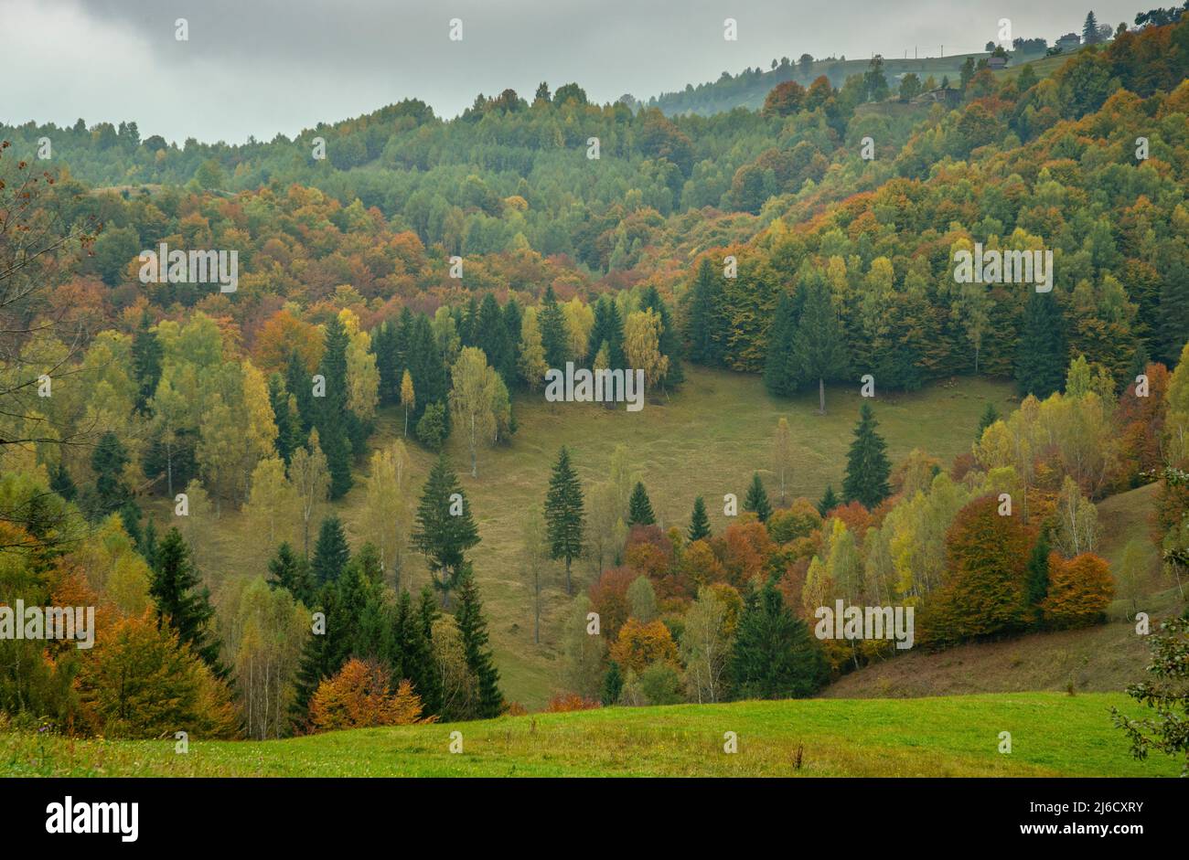 Couleurs d'automne dans les bois et les pâturages dans le parc national de Piatra Craiului, près de Magura; Carpates, Roumanie. Banque D'Images