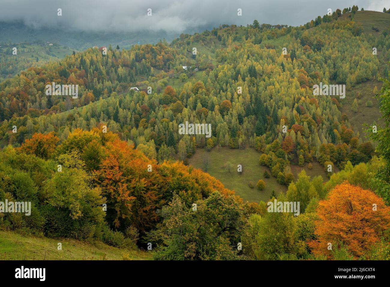 Couleurs d'automne dans les bois et les pâturages dans le parc national de Piatra Craiului, près de Magura; Carpates, Roumanie. Banque D'Images