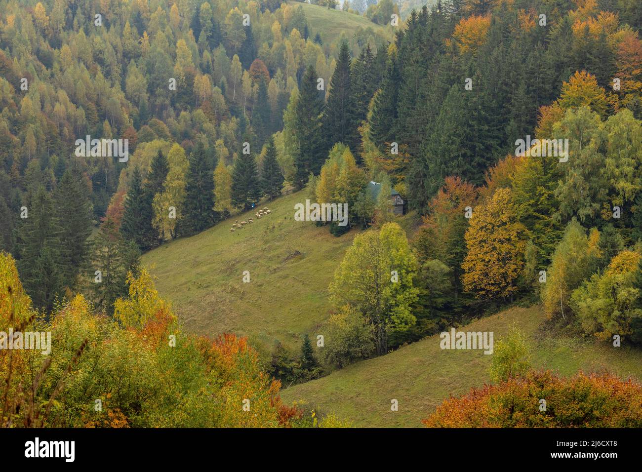 Couleurs d'automne dans les bois et les pâturages dans le parc national de Piatra Craiului, près de Magura; Carpates, Roumanie. Banque D'Images