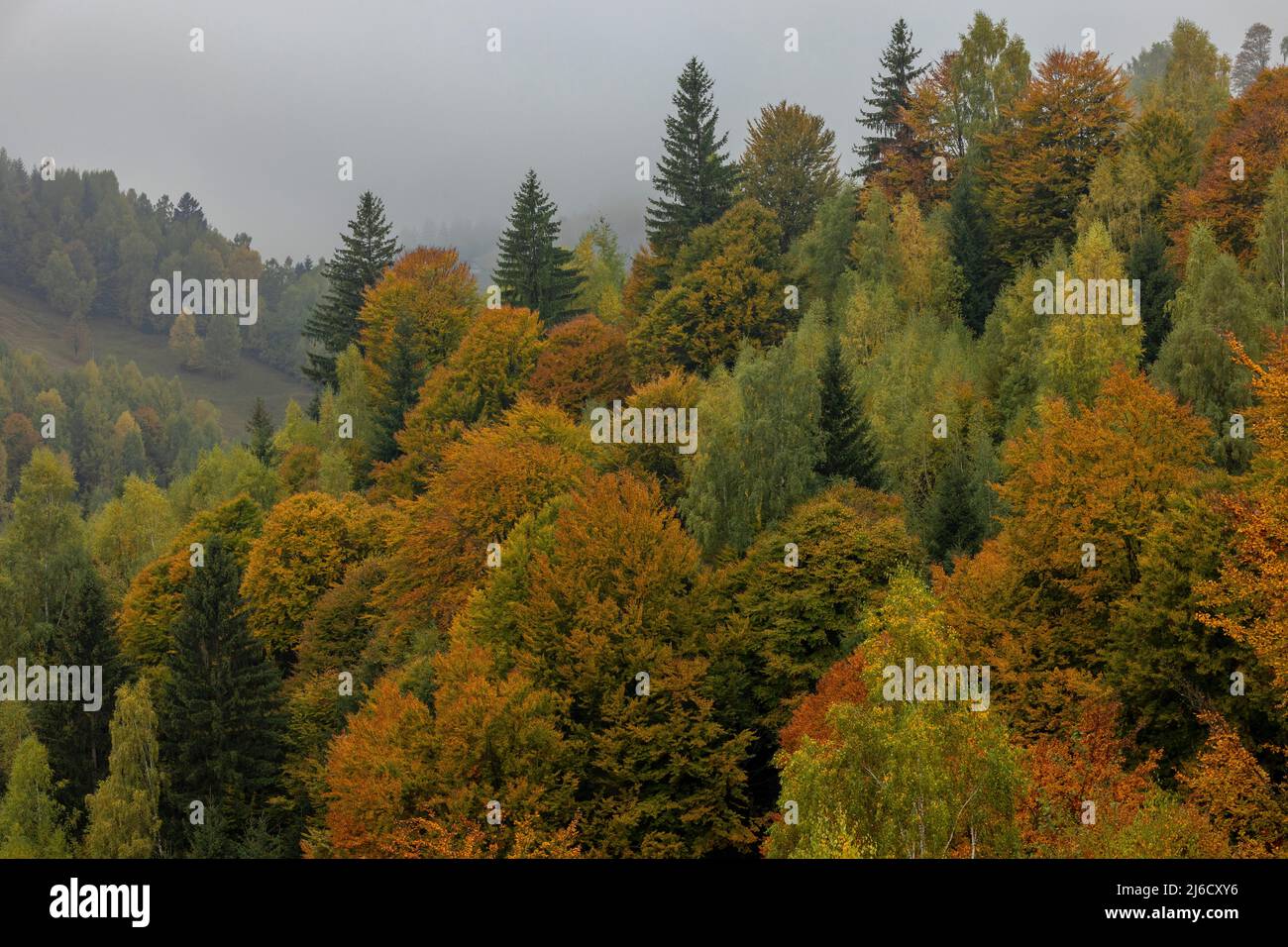 Couleurs d'automne dans les bois et les pâturages dans le parc national de Piatra Craiului, près de Magura; Carpates, Roumanie. Banque D'Images